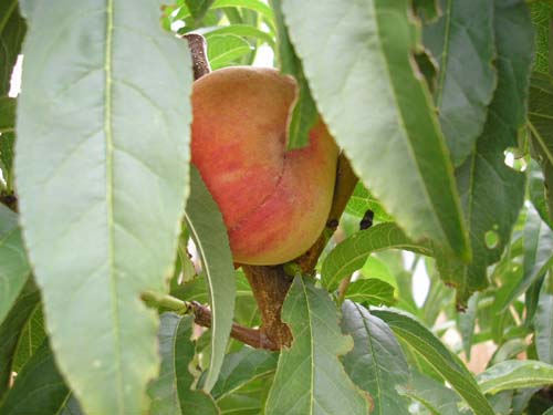 Peach Picture - Fruit in a Tree